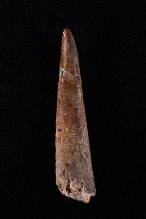 Siroccopteryxmoroccensis
Dente, circa 105 milioni di anni, Marocco