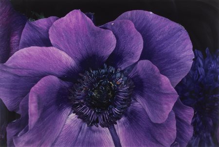 ARAKI NOBUYOSHI (n. 1940) - FLOWER RONDEAU, (1990).