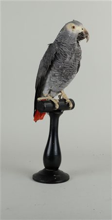 An African grey parrot, taxidermy, late 20th century. (ringed). H. 42 cm (inc...