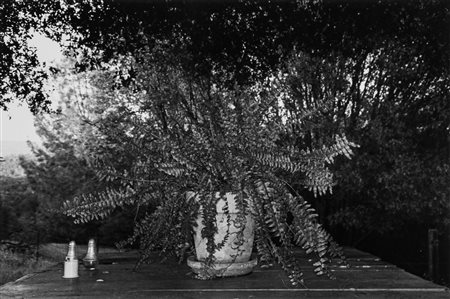 Lee Friedlander (1934)  - Mariposa, California, dalla serie "Flowers and Threes", 1972