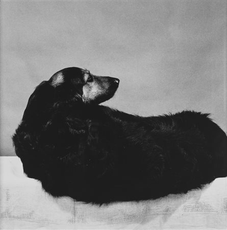 Robert Mapplethorpe (1946-1989)  - Muffin, 1981