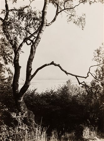 Albert Renger-Patzsch (1897-1966)  - Birch Tree in Park, Germany, 1928