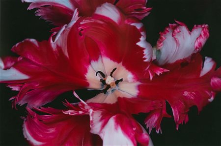 NOBUYOSHI ARAKI Flowers, 2002