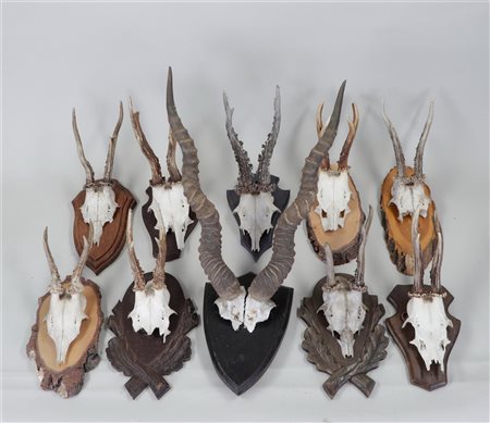 A large lot of antlers on a wooden shield.