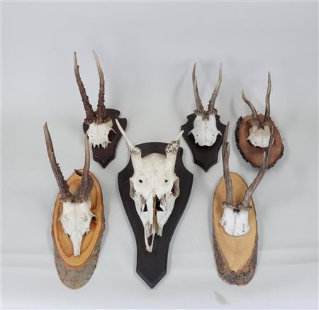 A large lot of antlers on a wooden shield.