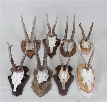 A large lot of antlers on a wooden shield.