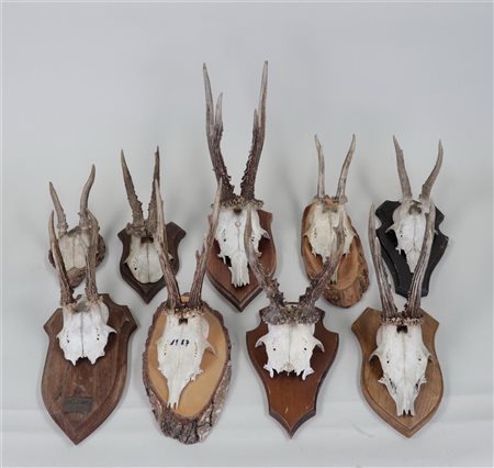 A large lot of antlers on a wooden shield.