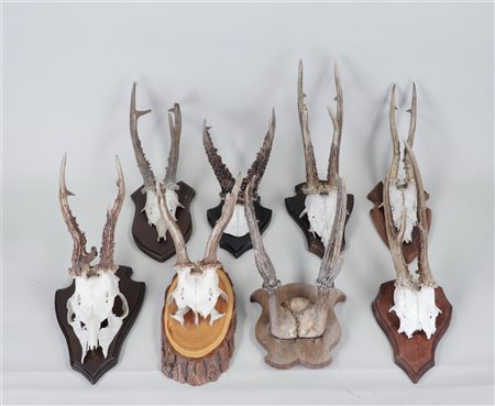 A large lot of antlers on a wooden shield.