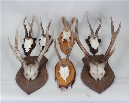 A large lot of antlers on a wooden shield.