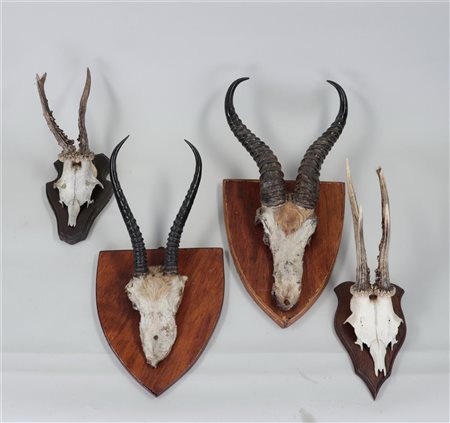 A large lot of antlers on a wooden shield.