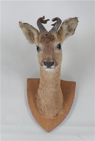 A stuffed head of a roe deer on a wooden shield.30 x 20 cm.