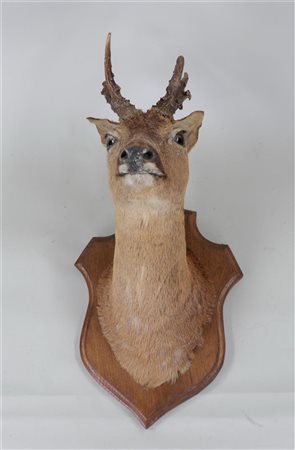 A stuffed head of a roe deer on a wooden shield.50 x 30 cm.