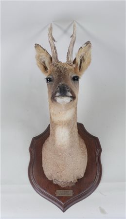 A stuffed head of a roe deer on a wooden shield.65 x 30 cm.