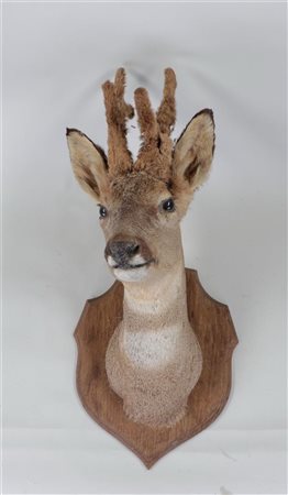 A stuffed head of a roe deer on a wooden shield.50 x 30 cm.