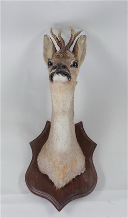 A stuffed head of a roe deer on a wooden shield.50 x 20 cm.