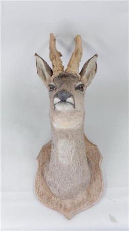 A stuffed head of a roe deer on a wooden shield.60 x 30 cm.