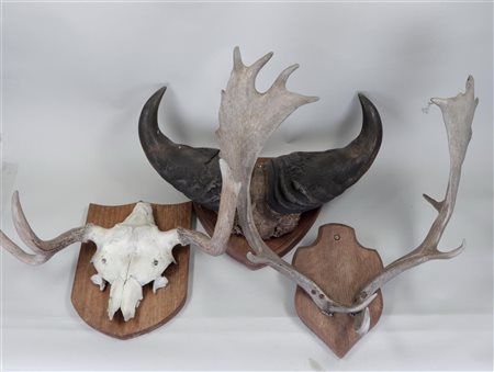 A lot of three large different antlers on a wooden shield.