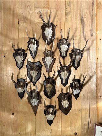 A collection of (14) antlers with deer skulls on a wooden shield.