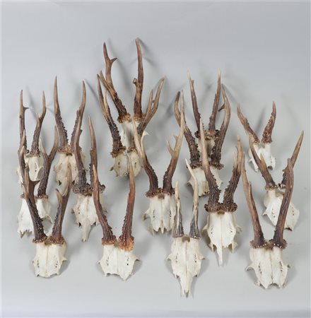 Lot consisting of (15) various antlers. Mainly of roe deer.