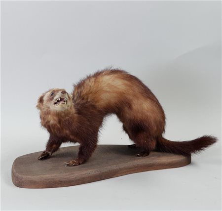 A taxidermy ferret on a wooden base. 39 x 20 cm,