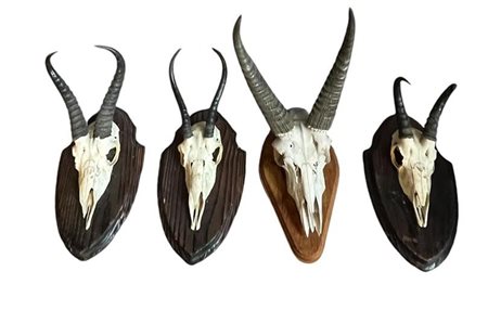 A lot of four taxidermy skulls of a roe deer, on wooden shield. 30 x 25 cm.