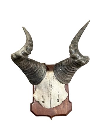 A taxidermy skull of a hartebeest, on wooden shield. 47 x 30 cm.