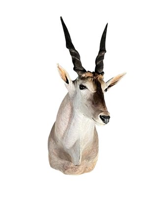 A very large taxidermy Eland Antelope. 150 x 40 cm.