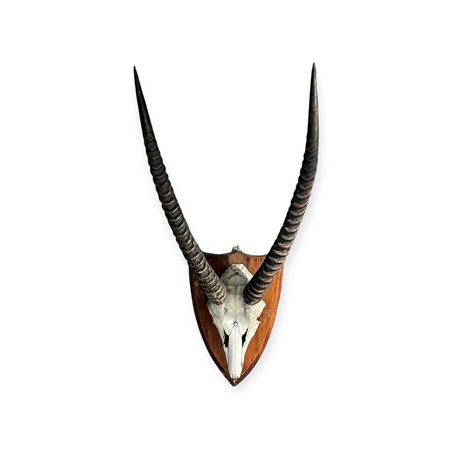 A large taxidermy skull of a Speisbok/Orxy, on wooden shield. 75 x 40 cm.