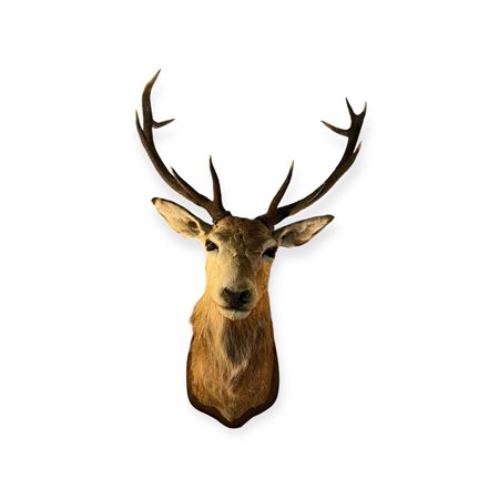 A taxidermy of a large red deer, on a wooden shield. 115 x 65 cm.