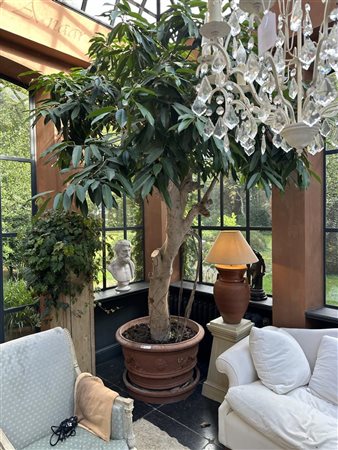 A large ficus in a hard-baked, Tuscan, terracotta pot. Height approx. 300 cm.