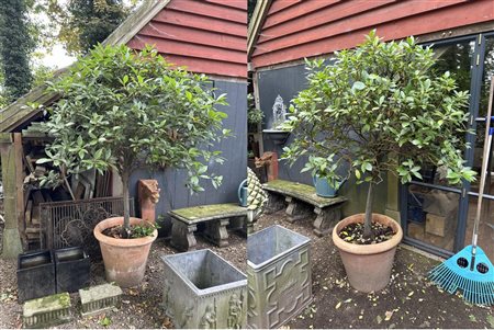 A lot consisting of a set of ficus plants on trunk (suitable for outside)....