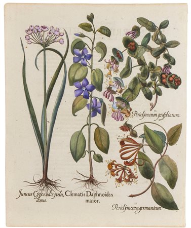 Basilius Besler (Norimberga, 1561 - Norimberga, 1629) Juncus, Clematis,...