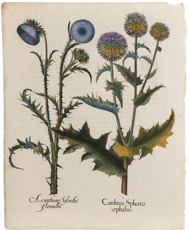 Basilius Besler (Norimberga, 1561 - Norimberga, 1629) Acanthus e cardo Tavola...