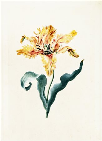 Georg Dionysius Ehret, Tulipa XIX 'Admirable'. 1742-1744 ca. Pennello e...