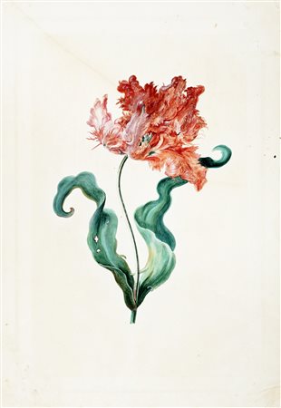 Georg Dionysius Ehret, Tulipa XIX 'Admirable'. 1742-1744 ca. Pennello e...