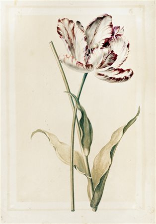 Georg Dionysius Ehret, Tulipa 'La Christophine'. 1742-1744 ca. Pennello e...