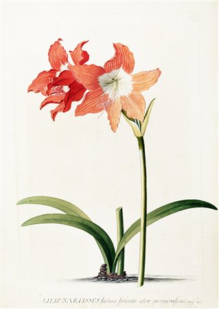 Georg Dionysius Ehret, Lilio-Narcissus indicus saturato colore purpurascens....