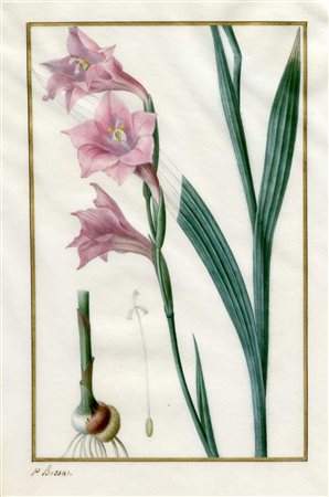 Pancrace Bessa, Study of Amaryllis. Inizio del XIX secolo. Acquerello,...