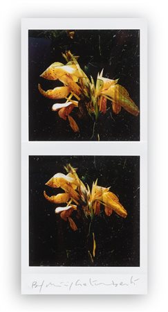 MAURIZIO GALIMBERTI (1956) - BiFlowers