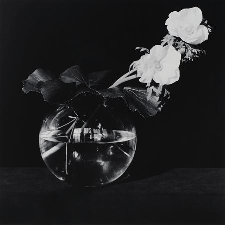 ROBERT MAPPLETHORPE
Anemone (flower), 1982