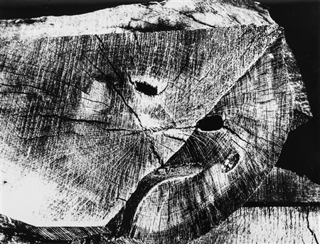 Mario Giacomelli (1925-2000)  - Nella sezione dell'albero, 1999