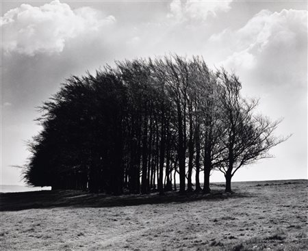 Fay Godwin (1931-2005)  - Barbery Castle Clump, Spring, 1980s