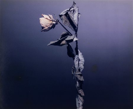 Ken Damy (1949)  - Rosae, 1999/2002