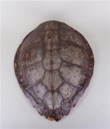 A taxidermy shield of a tortoise. 19th century.54 x 44 cm.