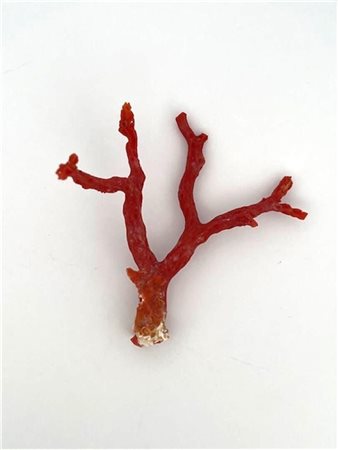 Red coral (rough)Beautiful large red coral rough branch.Great for collectors...