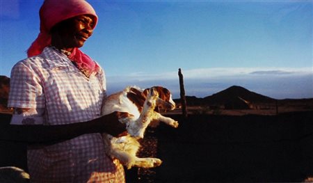 PAUL WEINBERG Goat farmer Fotografia a colori – es. 1/1 cm. 30x44,5 Firma,...