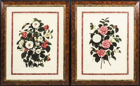 FIORI - FLOWERS coppia di litografie inglesi - a pair of english lithographs,...