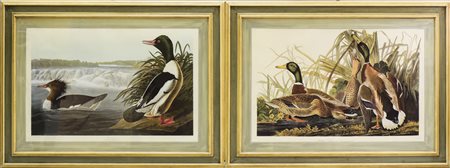 ANATRE - DUCKS coppia di grandi stampe colorate - a pair of large coloured...