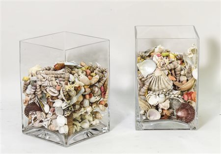 DUE VASI IN VETRO CONTENENTI COLLEZIONE DI CONCHIGLIE - SHELL COLLECTION IN...