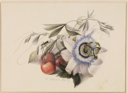 Derby, Moses Webster(1792 &ndash; 1870)COMPOSIZIONE CON PASSIFLORA E...